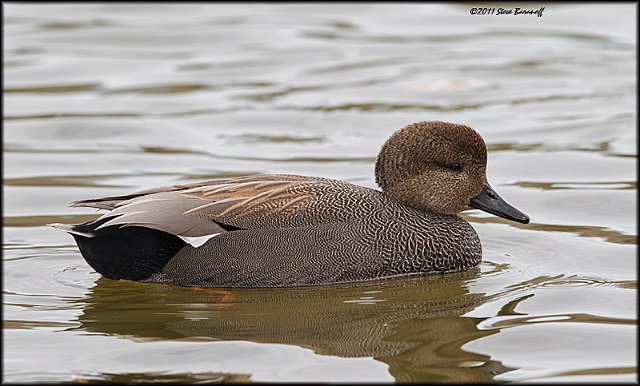 _1SB0508 gadwall drake.jpg